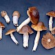 Cortinarius mucifluus