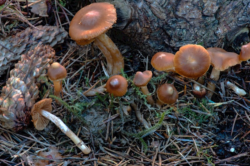 Cortinarius obtusus - © Charles Hipkin