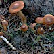 Cortinarius obtusus