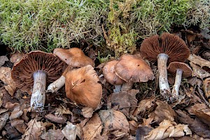 Cortinarius saturninus 