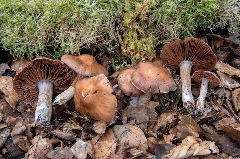 Cortinarius saturninus - © Charles Hipkin