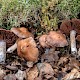 Cortinarius saturninus