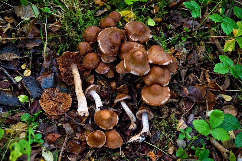 Cortinarius saturninus - © Charles Hipkin