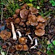 Cortinarius saturninus