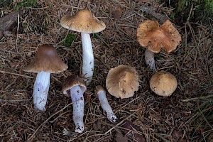 Cortinarius stillatitius Purple Stocking Webcap