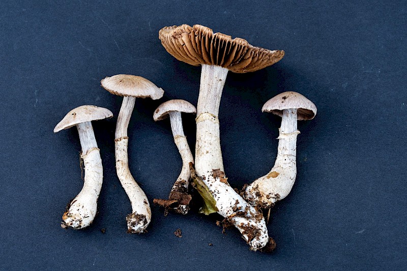 Cortinarius torvus - © Charles Hipkin