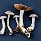 Cortinarius torvus