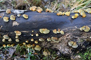 Crepidotus mollis Peeling Oysterling