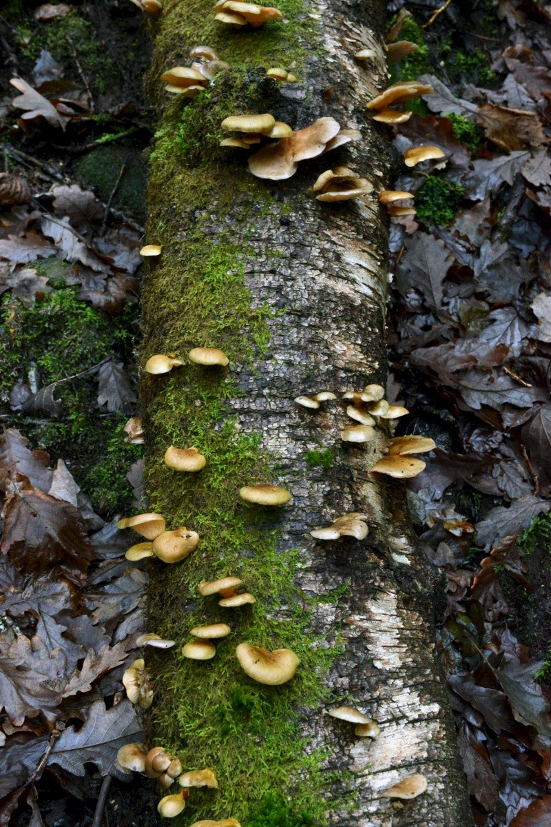 Crepidotus mollis - © Charles Hipkin