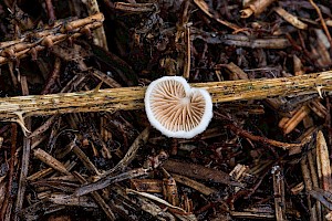 Crepidotus epibryus Grass Oysterling