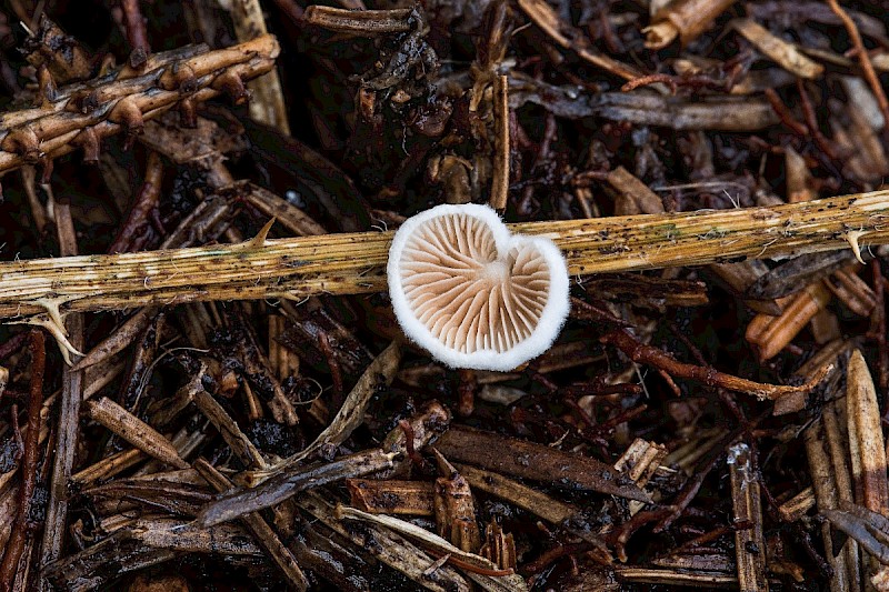 Crepidotus epibryus - © Charles Hipkin