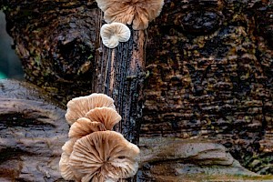 Crepidotus variabilis Variable Oysterling