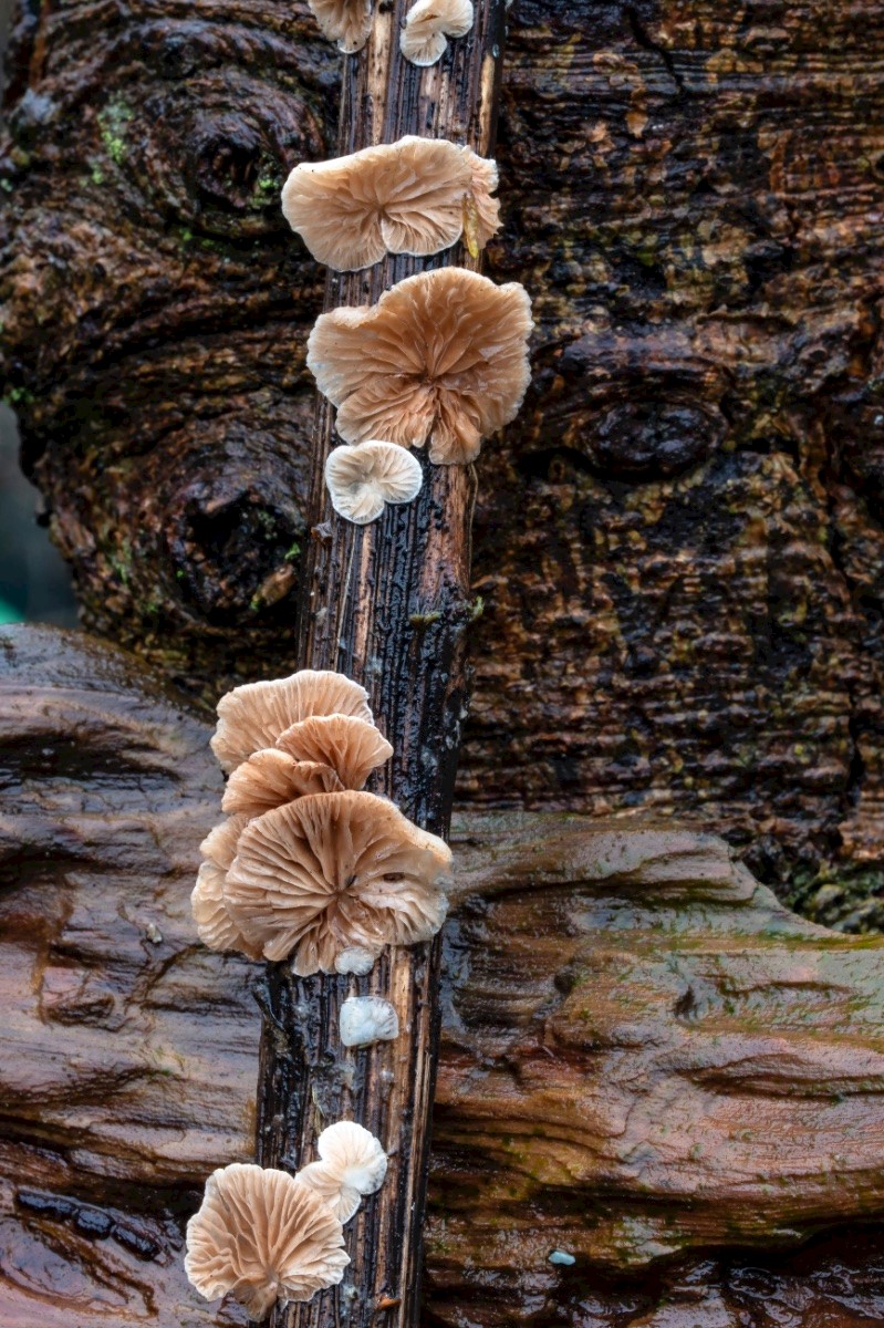 Crepidotus variabilis - © Charles Hipkin