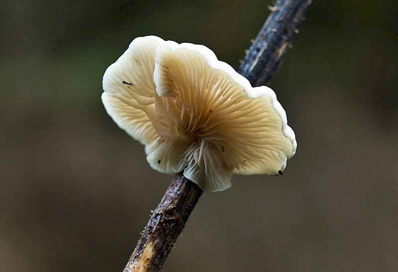 Crepidotus variabilis - © Charles Hipkin