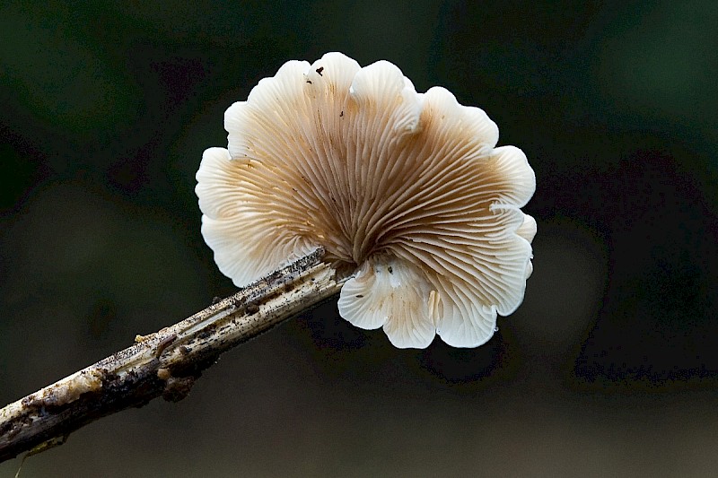 Crepidotus variabilis - © Charles Hipkin