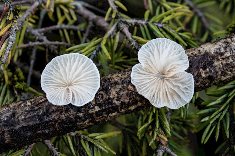 Crepidotus variabilis - © Charles Hipkin