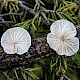 Crepidotus variabilis