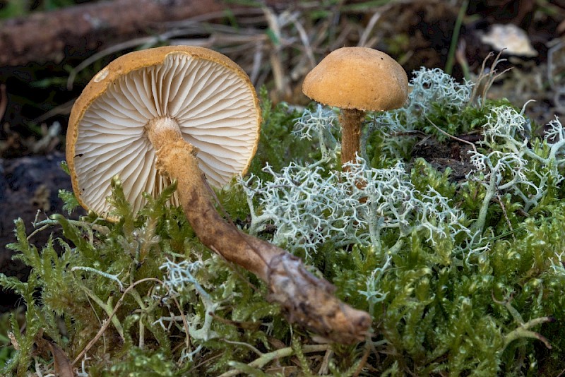 Cystoderma amianthinum - © Charles Hipkin