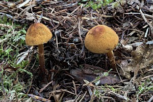 Cystoderma jasonis Pine Powdercap