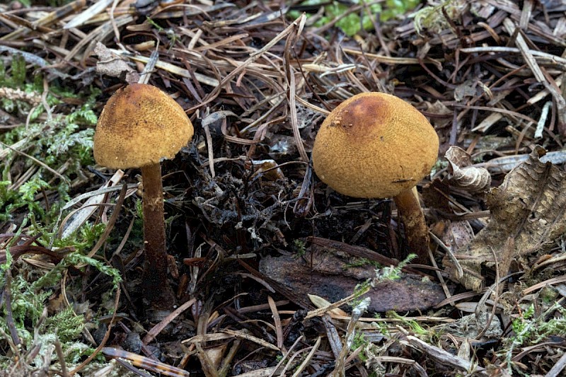 Cystoderma jasonis - © Charles Hipkin