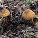 Cystoderma jasonis