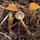 Cystoderma jasonis