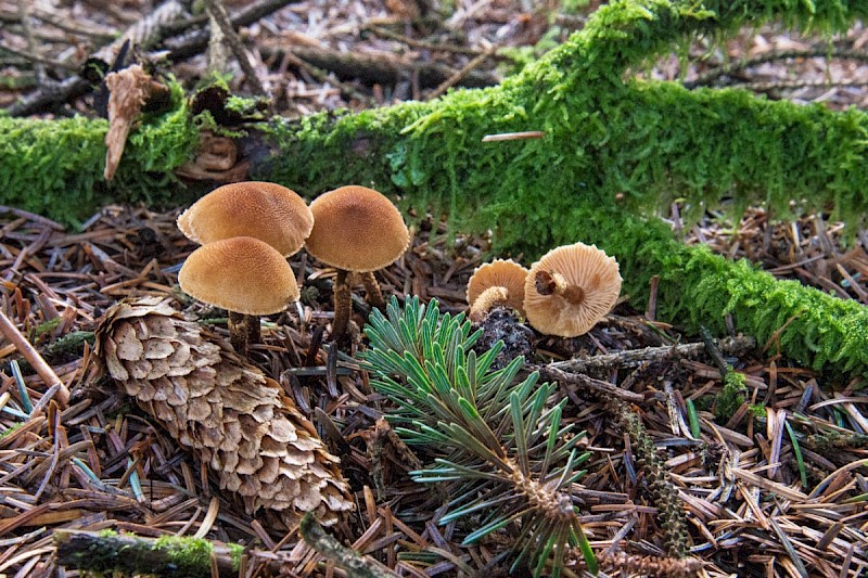 Cystoderma jasonis - © Charles Hipkin