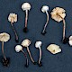 Cystolepiota seminuda