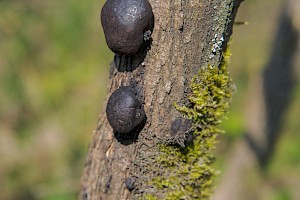 Daldinia fissa Gorse Cramp Ball