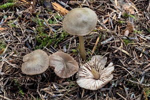 Entoloma conferendum 