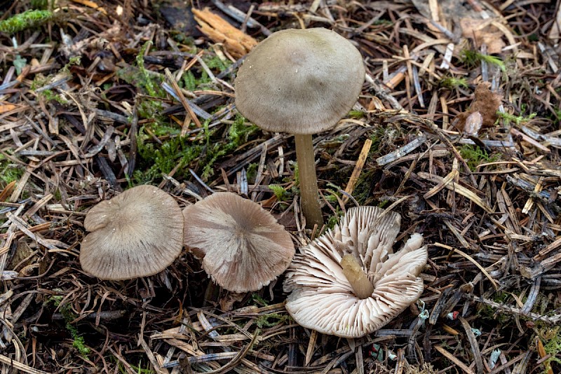 Entoloma conferendum - © Charles Hipkin