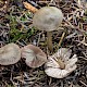 Entoloma conferendum