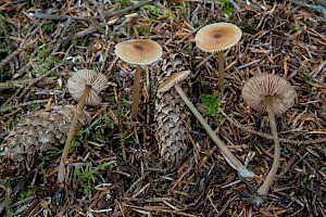 Entoloma cetratum Honey Pinkgill