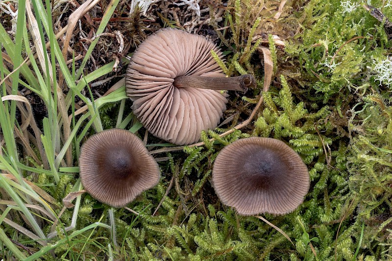 Entoloma conferendum - © Charles Hipkin