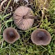 Entoloma conferendum