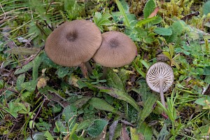 Entoloma longistriatum var sarcitulum 