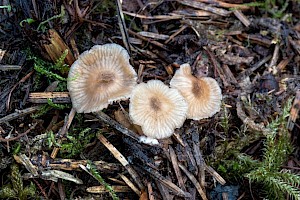 Entolomataceae