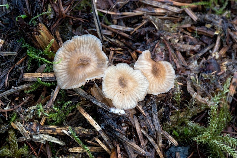 Entoloma politum - © Charles Hipkin