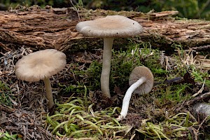 Entoloma rhodopolium Wood Pinkgill