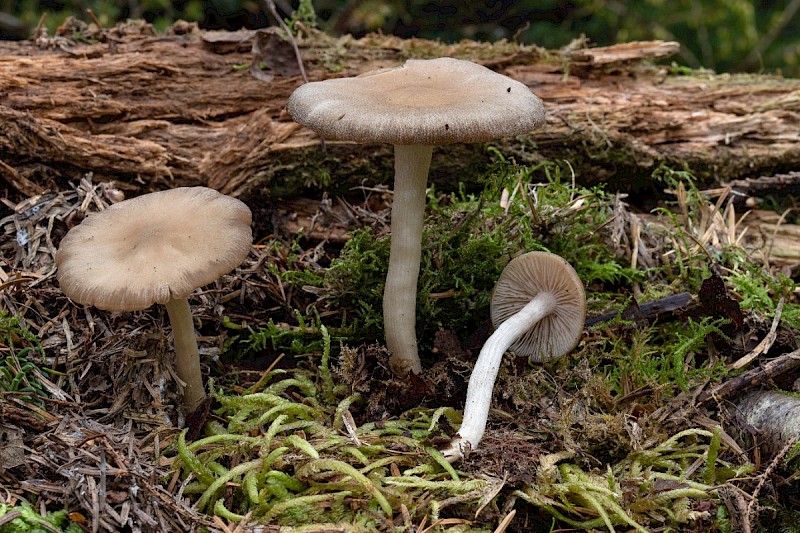 Entoloma rhodopolium - © Charles Hipkin