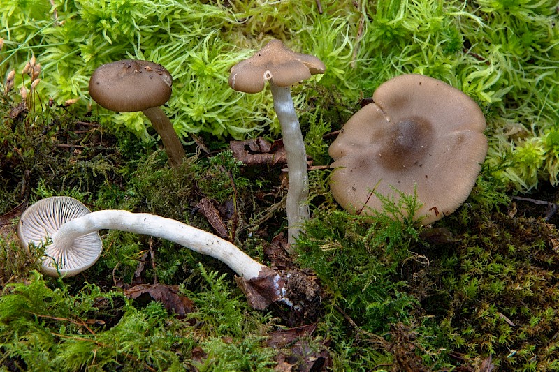 Entoloma rhodopolium - © Charles Hipkin