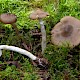 Entoloma rhodopolium