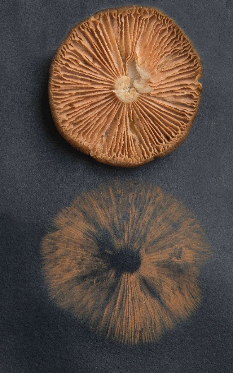 Entoloma rhodopolium - © Charles Hipkin