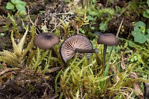 Entoloma serrulatum Blue Edge Pinkgill