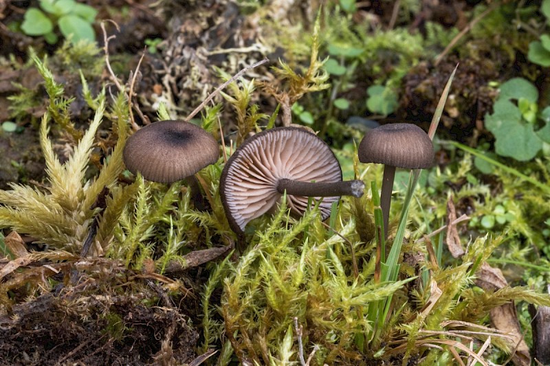 Entoloma serrulatum - © Charles Hipkin