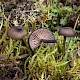 Entoloma serrulatum