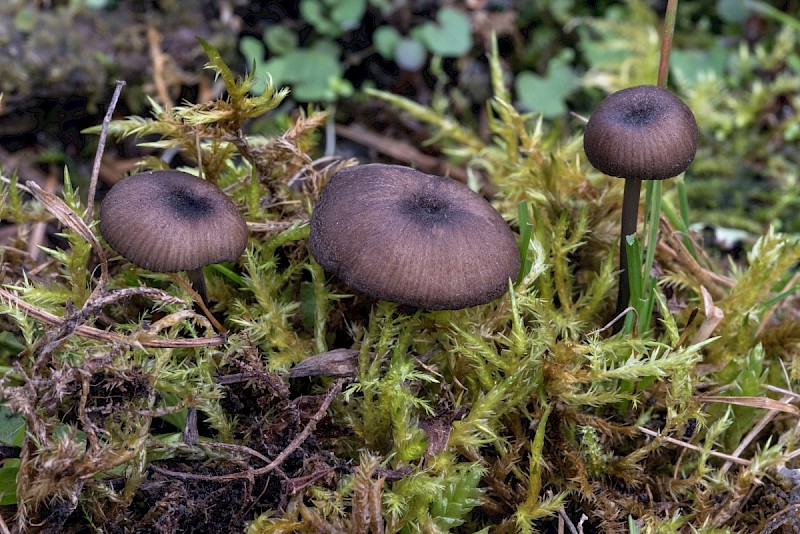 Entoloma serrulatum - © Charles Hipkin