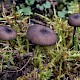 Entoloma serrulatum