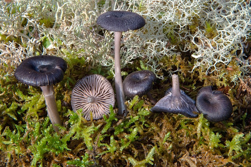 Entoloma serrulatum - © Charles Hipkin