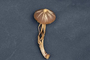 Entoloma fernandae 